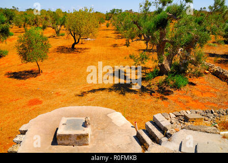 Alte Stein Zisterne mit alten Olivenbäumen, Salento, Apulien, Süditalien Stockfoto