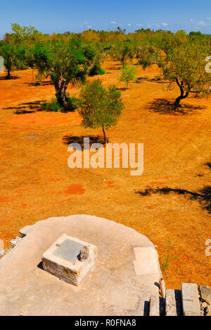 Alte Stein Zisterne mit alten Olivenbäumen, Salento, Apulien, Süditalien Stockfoto
