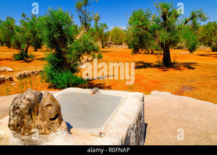 Alte Stein Zisterne mit alten Olivenbäumen, Salento, Apulien, Süditalien Stockfoto
