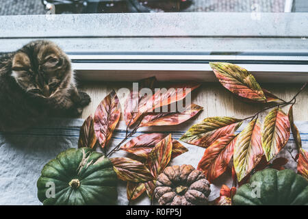 Süße Katze sitzend durch Fenster mit verschiedenen bunten Organic Farm Kürbisse mit Herbstlaub, Ansicht von oben. Gemütliche herbst Home Lifestyle Stockfoto