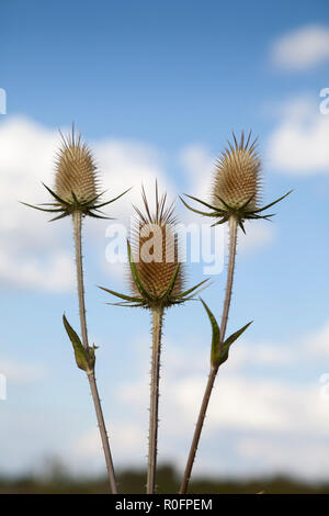 Gemeinsamen Karde (Dipsacus Fullonum) Stockfoto