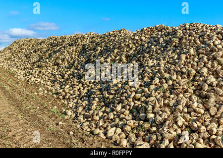 Berge von frisch geernteten Zuckerrüben Stockfoto