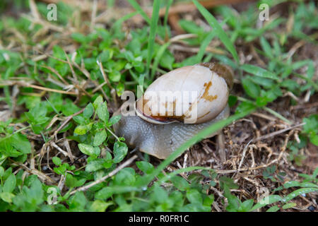 Land Schnecke (Megalobulimus sp.) kommt nach dem Regen aufgeweichten Nährstoffe von den Oberflächen der Anlagen auf dem Boden zu Schlagleisten, Asuncion, Paraguay Stockfoto