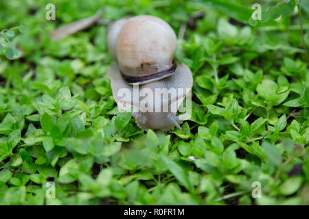 Land Schnecke (Megalobulimus sp.) kommt nach dem Regen aufgeweichten Nährstoffe von den Oberflächen der Anlagen auf dem Boden zu Schlagleisten, Asuncion, Paraguay Stockfoto