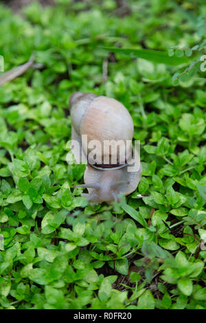 Land Schnecke (Megalobulimus sp.) kommt nach dem Regen aufgeweichten Nährstoffe von den Oberflächen der Anlagen auf dem Boden zu Schlagleisten, Asuncion, Paraguay Stockfoto