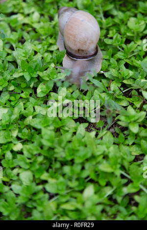 Land Schnecke (Megalobulimus sp.) kommt nach dem Regen aufgeweichten Nährstoffe von den Oberflächen der Anlagen auf dem Boden zu Schlagleisten, Asuncion, Paraguay Stockfoto