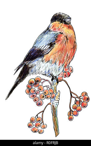 Einsam isoliert Vogel Dompfaff mit schwarzem Kopf und Red-bellied Winter sitzen auf einem Zweig mit Beeren der Eberesche, mit Buntstiften gezeichnet Stockfoto