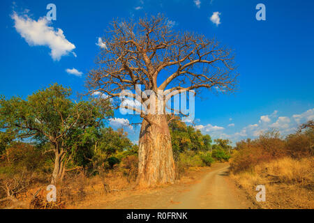 Landschaft von Baobab Baum in Musina Nature Reserve, eine der größten Sammlungen von baobabs in Südafrika. Pirschfahrt in der Limpopo Spiel und Naturschutzgebiete. Sonnigen Tag mit blauen Himmel. Trockenzeit. Stockfoto