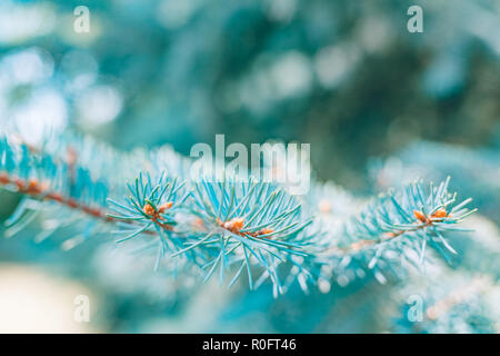 Winter verschneite Pine Tree weihnachten Szene. Tannenzweigen mit Frost Wunderland abgedeckt. Ruhe unscharf Schneeflocken im Winter Hintergrund mit Kopie Raum Stockfoto