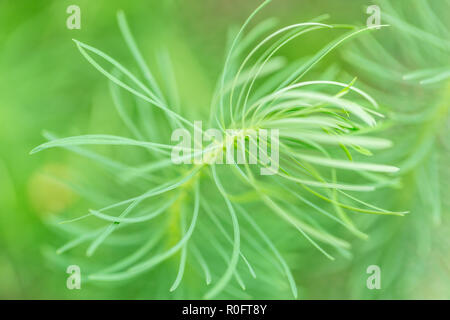 Nahaufnahme Natur Hintergrund. Entspannende grün blau Wiese. Schönen Sonnenlicht und inspirierende Stimmung. Stockfoto