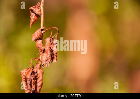 Die Beschaffenheit der Blätter im Herbst. Im Herbst Park fotografiert. Stockfoto