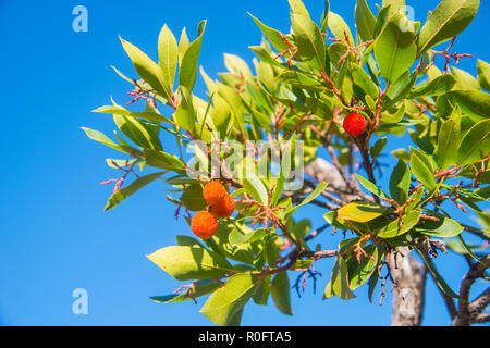 Arbutus Früchte. Stockfoto