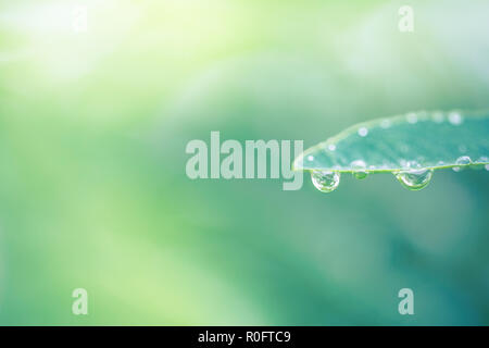 Zusammenfassung von Wassertropfen auf Blatt. Morgentau im Sonnenschein, helle Natur Hintergrund Stockfoto