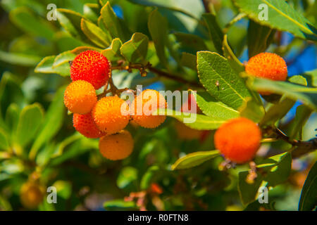 Arbutus Früchte. Stockfoto