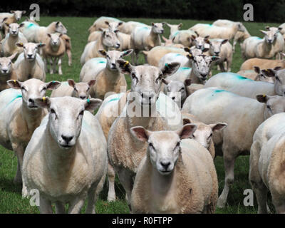 Scharen von Neugierigen Hochland weiße Schafe starren in die Kamera in Cumbria, England, Großbritannien Stockfoto