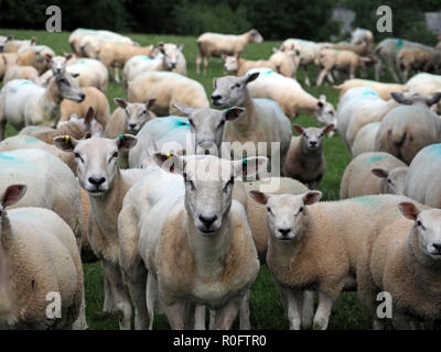 Scharen von Neugierigen Hochland weiße Schafe starren in die Kamera in Cumbria, England, Großbritannien Stockfoto