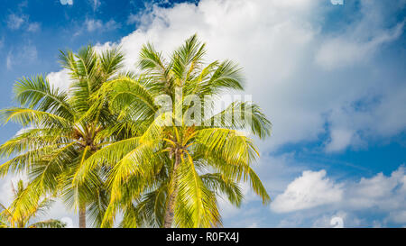 Kokosnuss Palmen, tropischen Hintergrund, tropischen Natur. Stockfoto