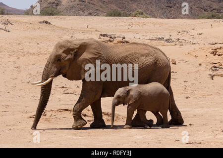 Erwachsener und Kind afrikanische Elefanten (Loxodonta Africana), aka Wüstenelefanten wandern in den Haub River Bed, Damaraland, Namibia Afrika Stockfoto