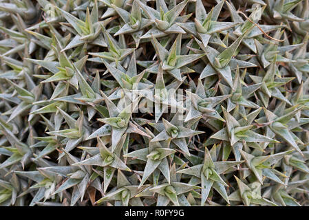 Deuterocohnia buergeri Nahaufnahme Stockfoto