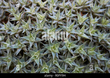 Deuterocohnia buergeri Nahaufnahme Stockfoto