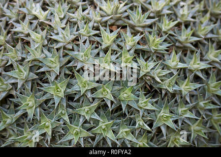 Deuterocohnia buergeri Nahaufnahme Stockfoto