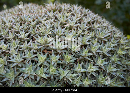 Deuterocohnia buergeri Nahaufnahme Stockfoto