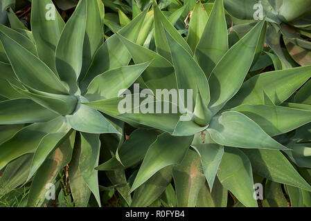 Agave attenuata Pflanzen Stockfoto