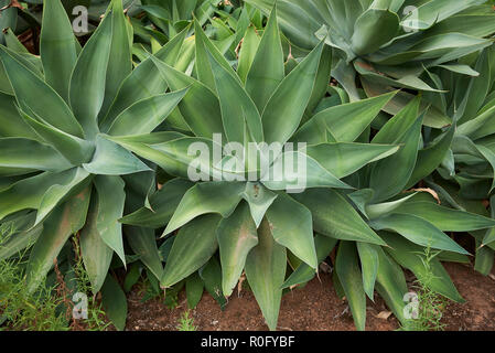 Agave attenuata Pflanzen Stockfoto