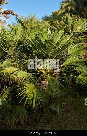 Chamaerops humilis in einem öffentlichen Park Stockfoto