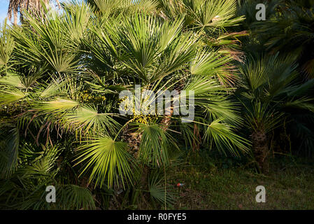 Chamaerops humilis in einem öffentlichen Park Stockfoto