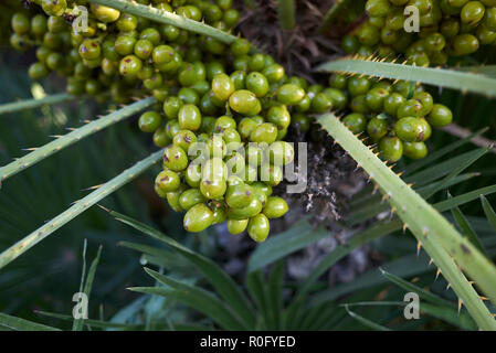 Chamaerops humilis Obst Nahaufnahme Stockfoto