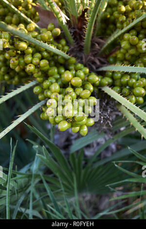 Chamaerops humilis Obst Nahaufnahme Stockfoto