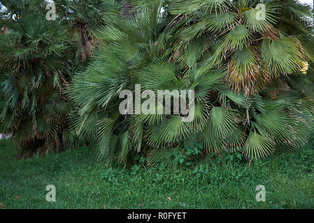 Chamaerops humilis in einem öffentlichen Park Stockfoto