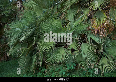 Chamaerops humilis in einem öffentlichen Park Stockfoto