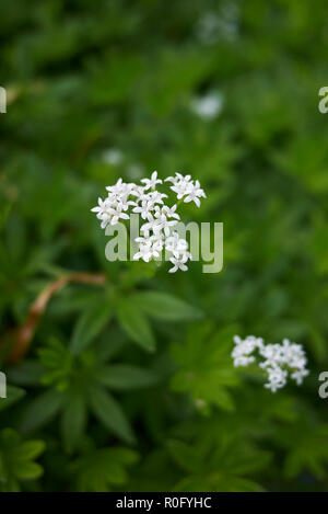 Galium odoratum mit weißen Blumen Stockfoto