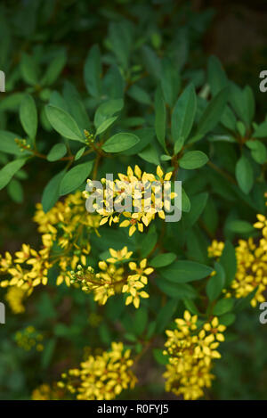 Galphimia hastata Zweig mit gelben Blumen Stockfoto