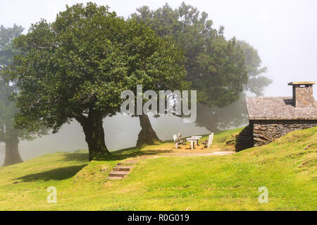 Picknickplatz in der Nähe von Fanal in Nebel und Sonne, Madeira, Portugal Stockfoto