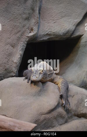 Komodo Dragon, Zoo Frankfurt Stockfoto