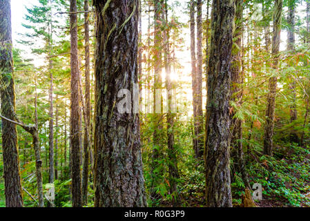 Ein Sonnenaufgang Peaks durch die hohen Bäume von einem üppigen Patch von Wald. Nebel und Dunst zusätzliche Punch von Sun Glow Stockfoto