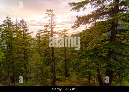 Ein Sonnenaufgang Peaks durch die hohen Bäume von einem üppigen Patch von Wald. Nebel und Dunst zusätzliche Punch von Sun Glow Stockfoto