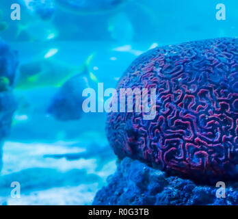 Unglaublich schöne Unterwasserwelt aquatische Meer Landschaft Hintergrund eines roten Gehirnkoralle in enger mit schwimmenden Fischen im Hintergrund Stockfoto