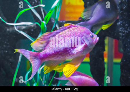 Schönen leuchtenden rosa lila und gelb gefärbte cichlid Tropical Fish underwater Sea Life Tier portrait Stockfoto
