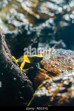 Schwarz Gelb gestreift Poison dart Biene frog in Makro Nahaufnahme ein sehr gefährlicher Amphibien Tier aus Amerika Stockfoto