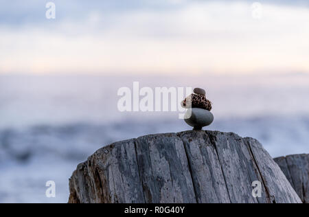 Balance und Wellness Konzept. In der Nähe von Ocean Steine ausgeglichen auf Felsen und Meer Treibholz. Geringe Tiefenschärfe. Zen und Spa inspiriert Stockfoto