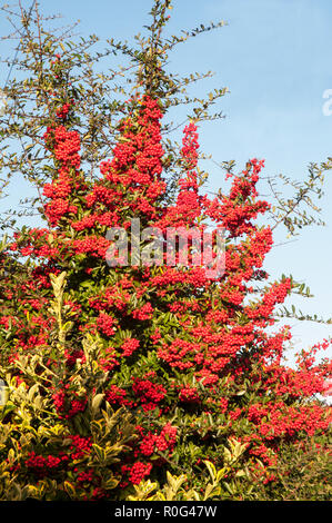 Rote Beeren auf großen holzbär Mohave Strauch im Herbst. Gute