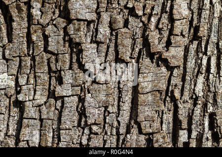 Verwitterten Rinde eines alten Steineichen mit kleinen Flecken von Flechten, Mallorca, Balearen, Spanien. Stockfoto