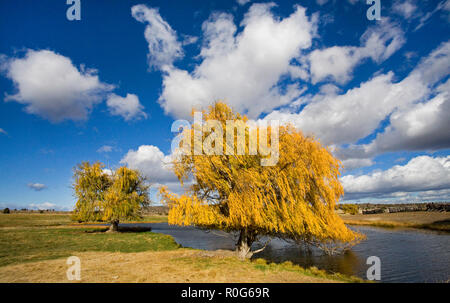 Eine schöne Weeping Willow Tree ändert sich von Grün zu Gold an einem Herbsttag im Oktober in einer abgelegenen Ranch Weide in zentralen Oregon. Stockfoto