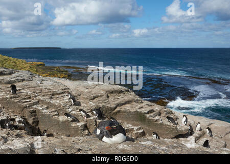 Rockhopper Penguins (Eudyptes Chrysocome) auf den Klippen von Bleaker Island auf den Falkland-Inseln Stockfoto