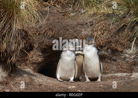 Nach Magellanic Penguin (Spheniscus Magellanicus) mit zwei Fast ausgewachsene Küken neben dem Graben auf Sea Lion Island auf den Falklandinseln Stockfoto