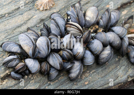 Blau, oder gemeinsame Muscheln auf Felsen bei Ebbe ausgesetzt Stockfoto